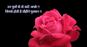 Rose Day Wishes