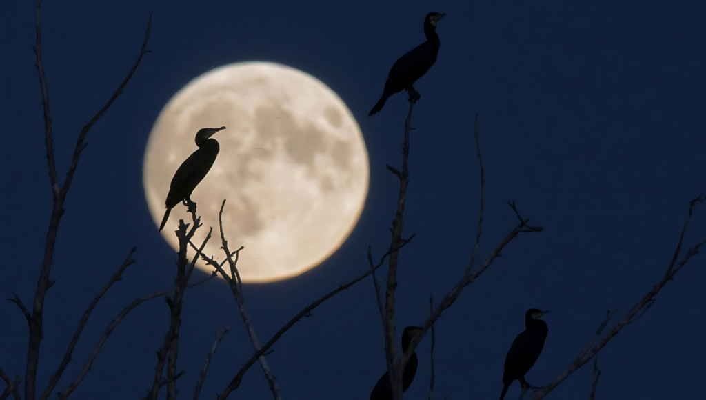 A full moon also causes a partial lunar eclipse