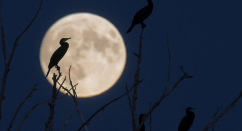 A full moon also causes a partial lunar eclipse