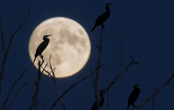 A full moon also causes a partial lunar eclipse