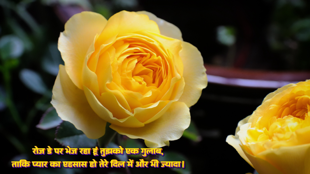 Happy Rose Day Wishes