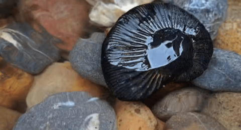 Shaligram Stone