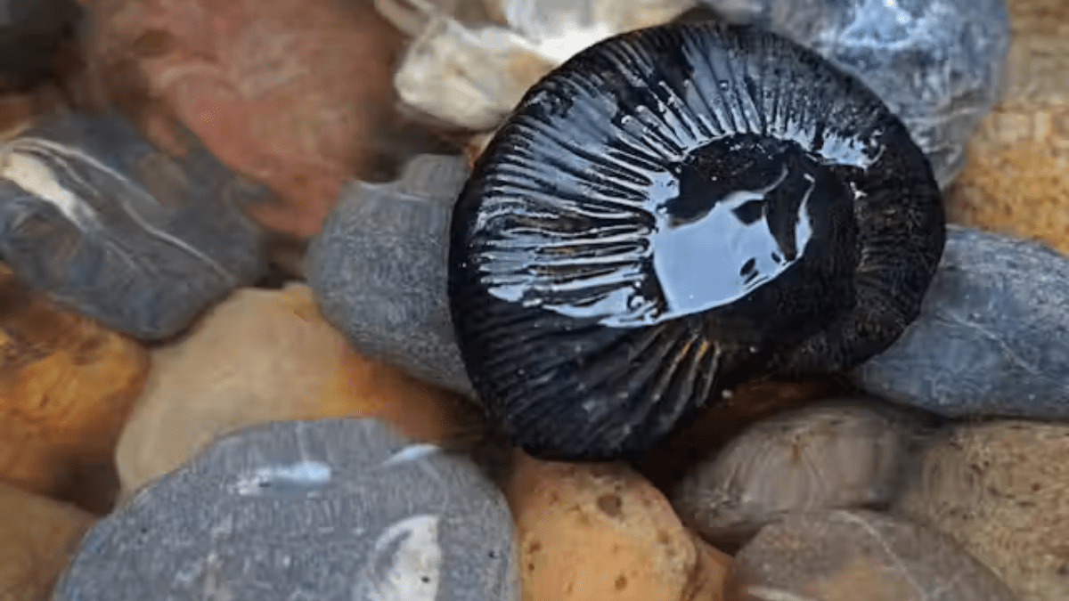 Shaligram Stone