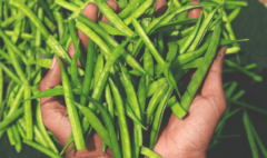 Guar Gum Price