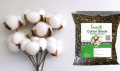 Cotton Seed Price Today