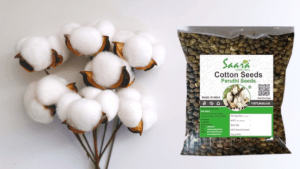 Cotton Seed Price Today